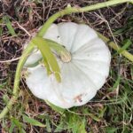 White pumpkin on the soil