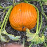 Orange pumpkin on the soil