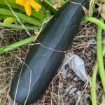 Large eggplant on the soil