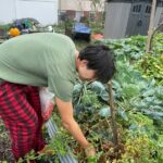 Doah harvesting plants