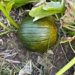 Squash in garden bed